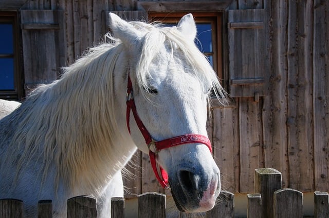 Hervey-Bay-Vet-Horse