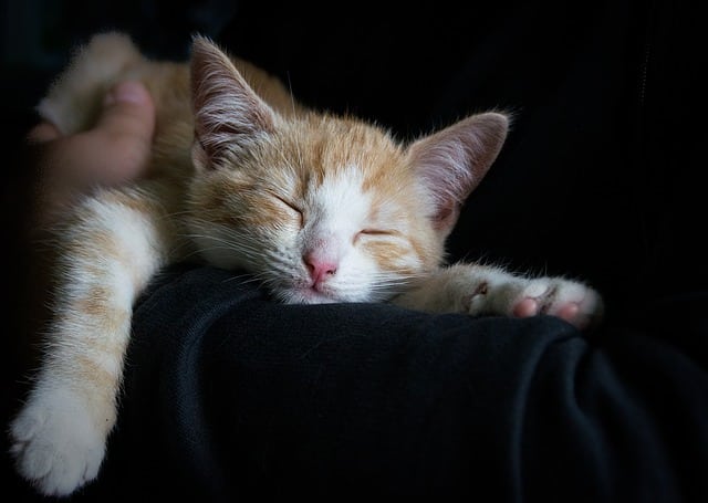 Hervey_Bay_Vet_Cat2 Hervey_Bay_Vet_Cat2