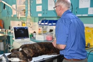 Hervey-Bay-Vet-Surgery-058