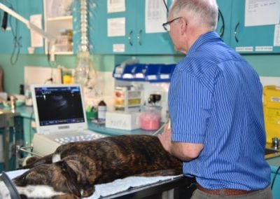 Hervey-Bay-Vet-Surgery-058