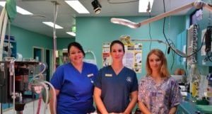 Hervey_Bay_Vet_Surgery_Cropped_Cat