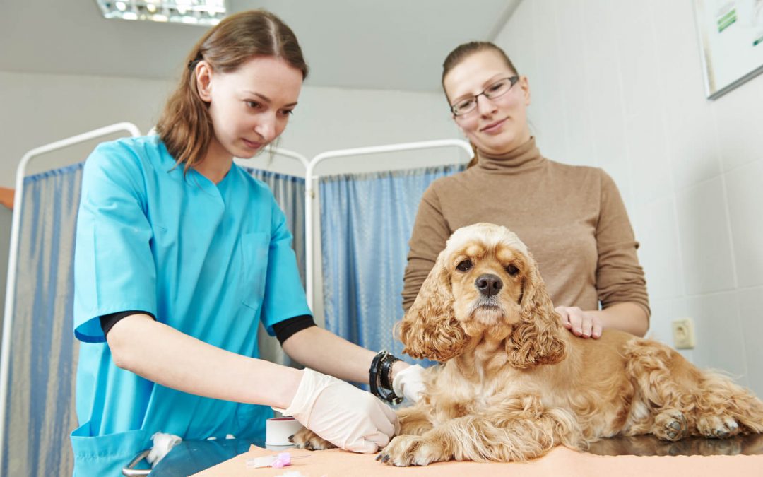 Hervey-Bay-Vet-blood-test