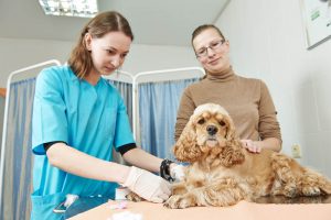 Hervey-Bay-Vet-blood-test