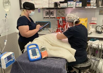 Hervey-Bay-Vet-two-doctors-checking-patient