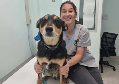 Hervey-Bay-Vet-Codie-xray