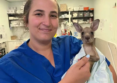 Hervey-Bay-Vet-Demi-roo
