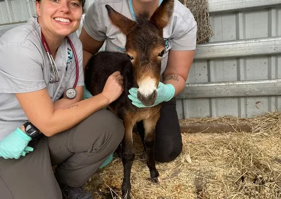Hervey-Bay-Vet-Foal