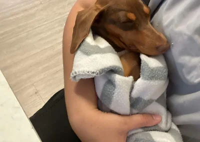 Hervey-Bay-Vet-Maisie-post-surgery