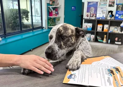 Hervey-Bay-Vet-Reef-desk