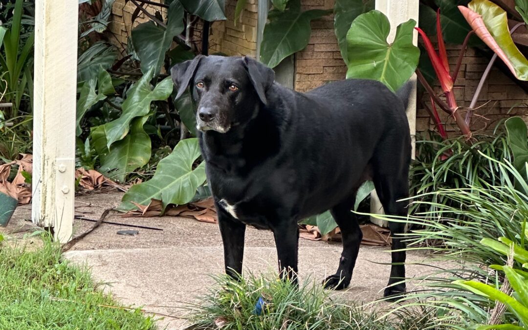 Sammy’s recovery, with the aid of fluorescent light therapy