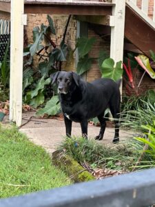 Hervey-Bay-Vet-Sammy