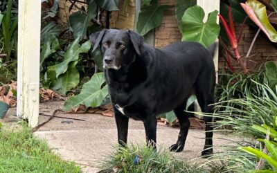 Sammy’s recovery, with the aid of fluorescent light therapy