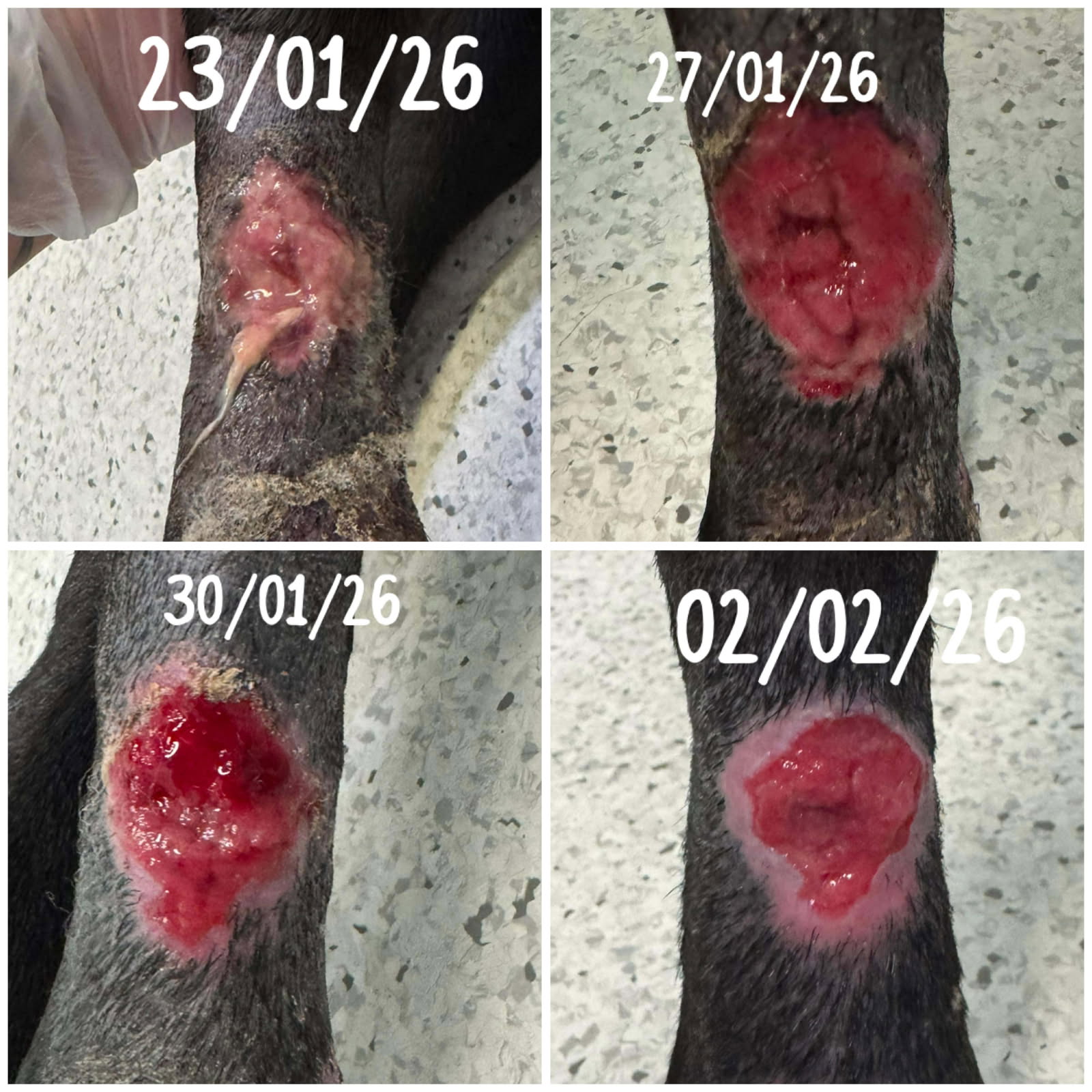 Hervey-Bay-Vet-Sammy-wounds